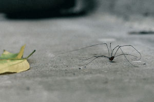 spider,vsco,loop,artists on tumblr,photography,motion,fuji