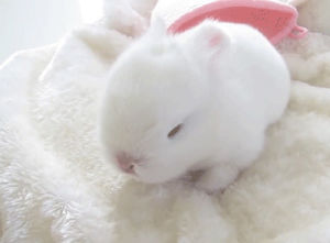 white,sweet,love,bunny,nature,home,vintage,animals,baby animals