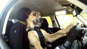 dog,driver,imgace