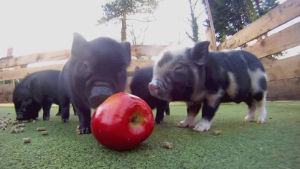apple,pig,babies,micro