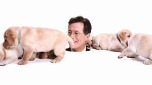 stephen colbert,puppies,the late show with stephen colbert,gonna wait for someone to the whole thing lmao
