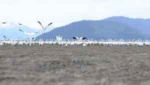 nature,snow,geese,migration,2012 emmys