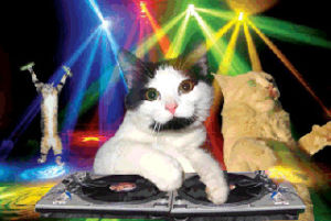cat,entertaining,humorous,disc jockey,funny,music