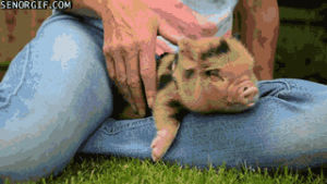 pig,day,lazy,piglet,rubs