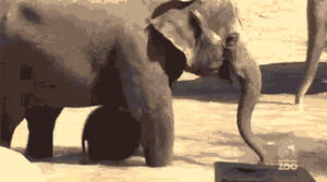 furious,cute,baby,animal,adorable,will,make,aww,elephants,absolutely,momma,distractify