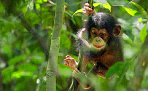 chimpanzee,baby,monkey
