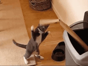 kitty,cat,boxing,cardboard