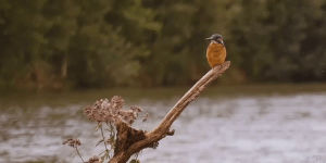bird,cinemagraph,riverbank