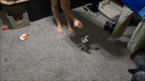 Gif Fox Bebe Eyebleach Animated Gif On Gifer By Truthwood