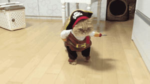 pirate,cat,animals