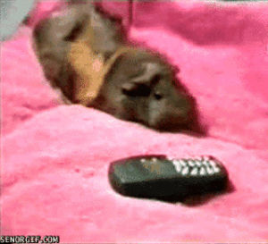 anxiety,dog,animals,phone,guinea pig,sniffing,lies on bed