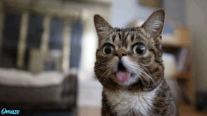 lil bub,aspca,best friends animal society,pudge the cat,kasatka,young anderson cooper,amazing