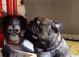 bulldog,french bulldog,orangutan,dog,tongue,kisses,animal friendship