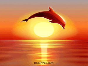 dolphins,images