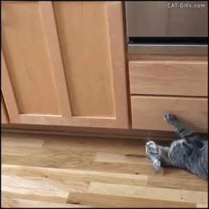 Kitchen GIF - Find on GIFER