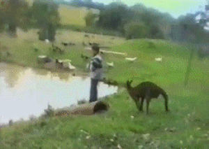 kangaroo,animals,kicking,funny,water,kicks,attacking,kangaroos
