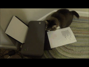 printer,discovery,cat