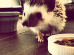 cute,eating,hedgehog,cinemagram
