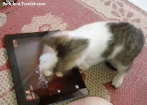 Gatinho super animado ao brincar com tablet viraliza na web