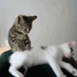 cat,kitten,massage