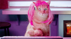 wtf,funny,cat,typing,wigs,working from home,animals in wigs,animals wearing wigs