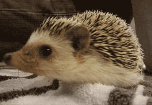 hedgehog,animal,wonderful,sonic the hedgehog,unbelievable,love,amazing,adorable,college,pet,girly,sniff,hedgie,spikey