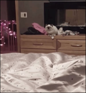 cat,fail,jump,bed
