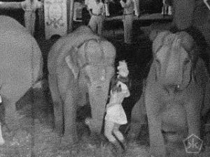 circus,vintage,1942,black and white,animal,open knowledge,okkult,digital humanities,excerpts