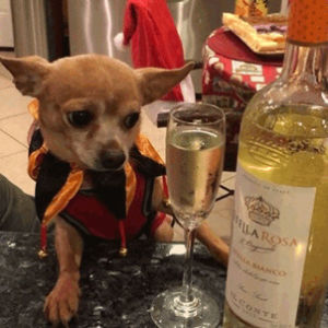 alcohol,chihuahua,dogs,dog,fucked up,funny,help,drunk,drinking,faded,halp,stella rosa,im drunk,ive had too much