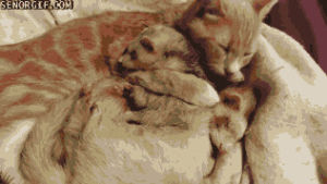 cat,animals,sleeping,ferrets