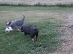 fighting,pig,soccer,dog,ball