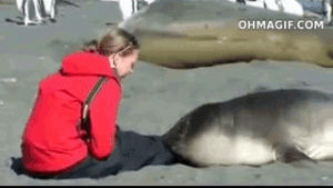 animals,cute,girl,kissing,seal,trainer