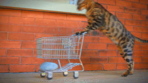 cat,shopping cart,cat reaction