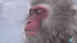 cold,monkey,animals,nature,snow,snow monkey,thermal pool