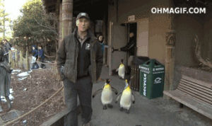funny,animals,cute,man,walking,penguin,penguins,zoo,reporter,waddle