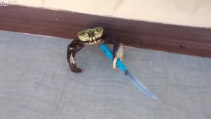 crab,knife