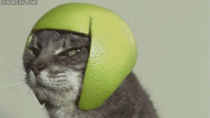 cat,hat,fruit