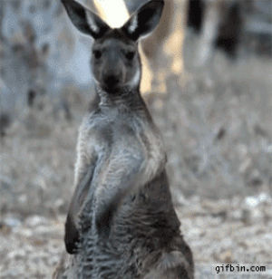 kangaroo,animals,air guitar