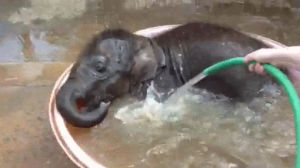 elephant,baby,bath