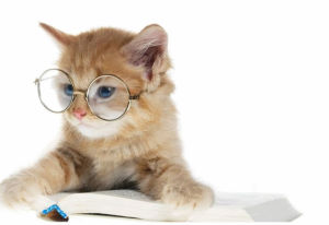 reading,cat,carefully,book