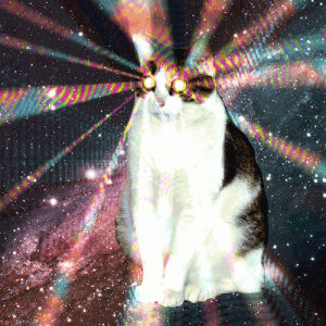 party cat,wtf,cat,trippy,psychedelic,dope,acid