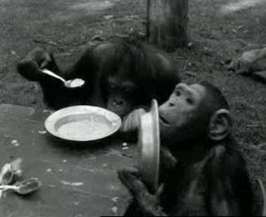 lunch,diner,monkeys,chimps,chimpanzee,zoo,hungry,food,eat,openbeelden,polygoon,beeld en geluid,ccbysa