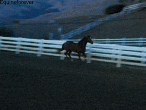 horse,running,animals,gallop