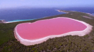 pink,lake