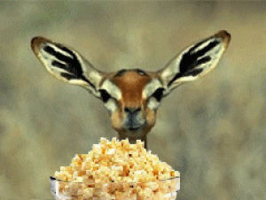 eating,popcorn,animals,deer,chewing