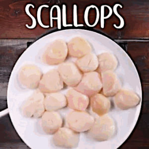Scallop Animation Scallops GIF - Find on GIFER