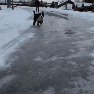 snow,slipping,dog,ice,sliding