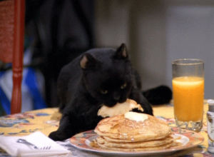 good morning,buenos dias,pancakes,funny,cat,breakfast,are you going to eat that