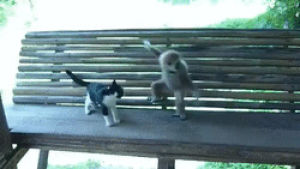 kitten,monkey,playing,channel60