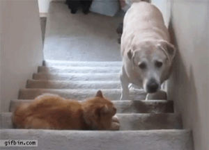 dog,stairs,goes
